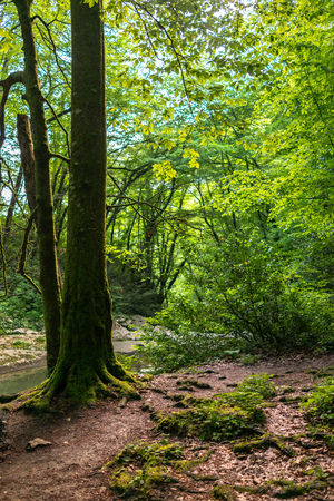 Mountain sunset in the forest during sunset. The rays of the setting sun pass through the green foliage.の写真素材