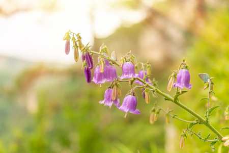 Bell flower amidst the mountains and sky, lit by sunset sunshineの写真素材