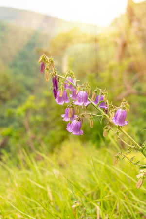 Bell flower amidst the mountains and sky, lit by sunset sunshineの写真素材