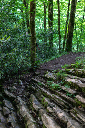Trekking poles leaning against a tree on a rocky path in a dense green forestの写真素材
