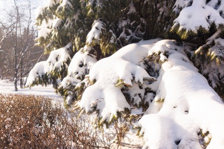 Green spruce branches covered with fresh white snow. Spruce forest in winter. Spruce forest under snow. Natural environment. Winter in nature. Nature forest, branches and trees.の写真素材