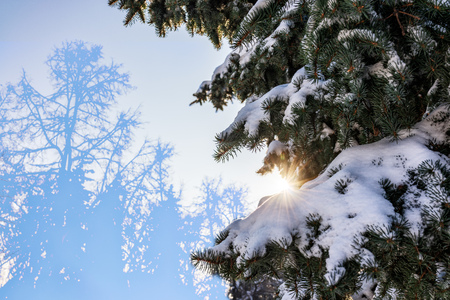 Winter sun through the snow-covered fir branches. Winter fir forest. Silhouettes of fir trees. Spruce forest in winter. Spruce forest under snow. Natural environment. Copy space backgroundの写真素材