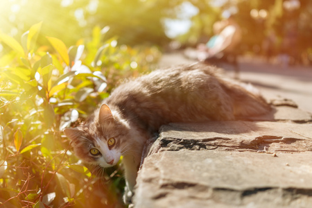 Street cat on a green background in the rays of beautiful sunset. Playful cat basking in the sun.の写真素材