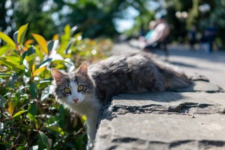 Street cat on a green background in the rays of beautiful sunset. Playful cat basking in the sun.の写真素材