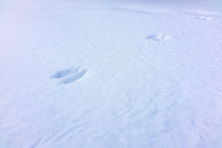Trail squirrels on pure white snow. Texture of white pure snow. Snow in the forest. Background with copy space.の写真素材
