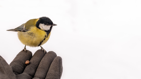 Tit sitting in the winter on the palm. Palm in glove. Hungry tit in winter. Background with copy space.の写真素材