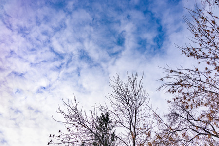 Thin branches of a larch on a slightly cloudy winter day against the blue sky. Background with copy space.の写真素材