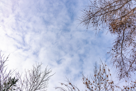 Thin branches of a larch on a slightly cloudy winter day against the blue sky. Background with copy space.の写真素材