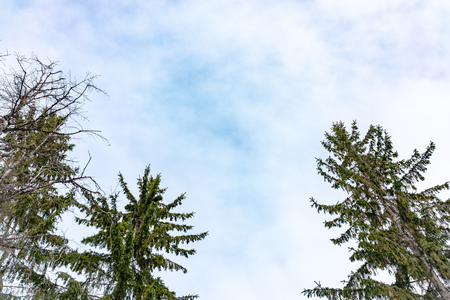 The tops of the fir trees on a slightly cloudy winter day against the blue sky. Copy space backgroundの写真素材