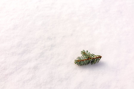 Spruce twig lies on the fresh white snow. Copy space background. Snow texture.