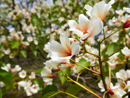 White rhododendron blossoms with a beautiful blur. Rhododendron hybridum.の写真素材