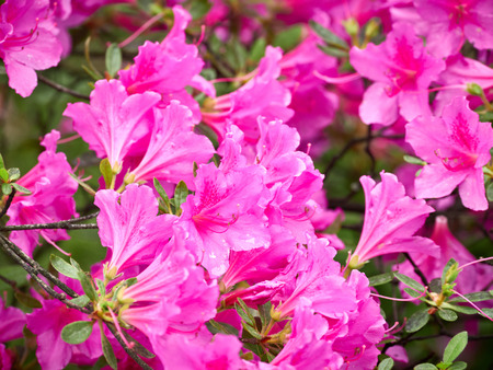 Pink rhododendron blossoms with a beautiful blur. Rhododendron hybridum.の写真素材