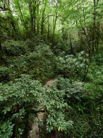 Thicket of a lush green forest with parched streamの写真素材