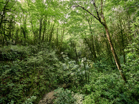 Thicket of a lush green forest with parched streamの写真素材