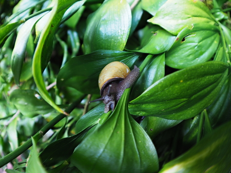 A snail creeps on green leaves Ruscus colchicus.の写真素材