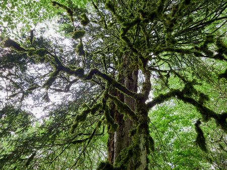 Crown of old dry wood overgrown with moss in a dense rainforest in cloudy day. Mossy wood texture. Oriental hornbeam. Carpinus orientalis.の写真素材