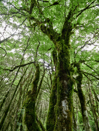 Crown of old dry wood overgrown with moss in a dense rainforest in cloudy day. Mossy wood texture. Oriental hornbeam. Carpinus orientalis.の写真素材