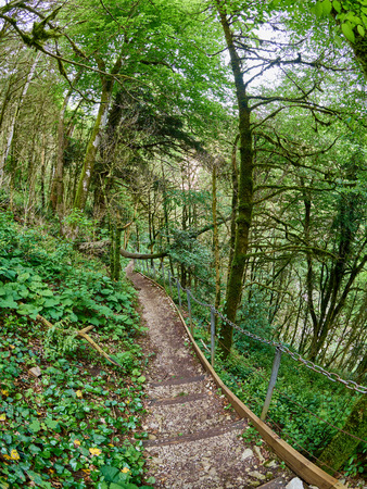 Footpath with staircase in a green forest on a mountainside. Footpath at Boxwood Groveの写真素材