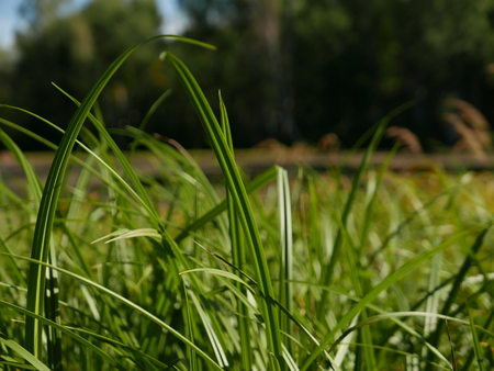Green grass grows before the lake or riverの写真素材