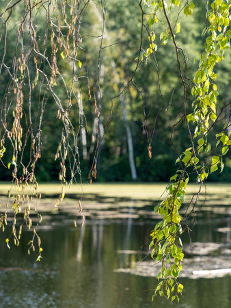 The branches of birch on the background of a small lake. Autumn sunsetの写真素材