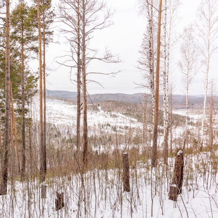 Felled trees on the slope of a snowy hill. Winter forestの写真素材