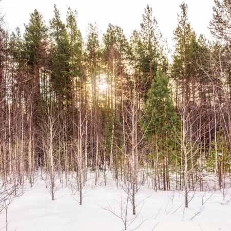 Birch and pine forest on a winter day with fresh white snow. Sunlight through the treesの写真素材