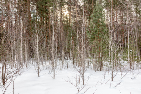 Birch and pine forest on a winter day with fresh white snowの写真素材