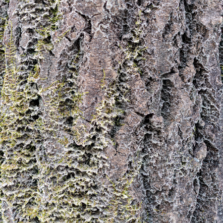 The bark of an old tree. Larch bark.. Detailed bark texture. Moss on larch barkの写真素材
