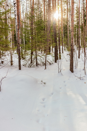 Birch and pine forest on a winter day with fresh white snow. Sunlight through the trees. Shadows from trees on white snow. Traces of deer on the snow.の写真素材