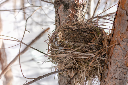 Chaffinch nest in winter on a pine tree. Chaffinch Nest. Forest bird nest.の写真素材