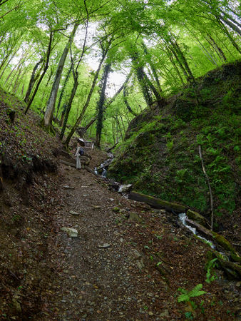 A girl with a backpack climbs the mountain in the spring forest. Hiking trail. Mountains in the spring.の写真素材