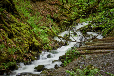 Powerful creek with a cascading waterfall in the forest in spring. Waterfall in the forest. Mountains in the spring.の写真素材