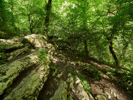 Hiking rocky path in a dense green forest