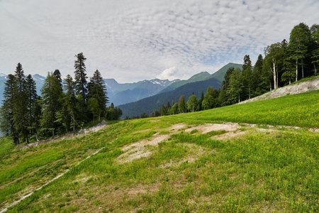 Ski slope in summer. Mountains in the summer. Spruce trees on the mountainside.の写真素材