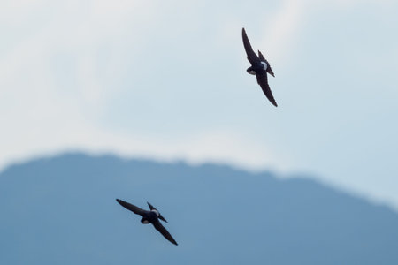 The swift flight of swallows in the blue cloudy sky. Fast birds in the summer sky.