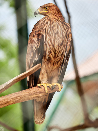 Steppe eagle proudly perched on a branch and looks closely. Aquila nipalensisの写真素材