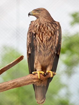 Steppe eagle proudly perched on a branch and looks closely. Aquila nipalensisの写真素材