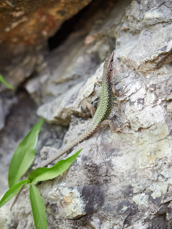 Green Lizard crawling on a stone cliff. The European green lizard Lacerta viridis is a large lizard distributed across European midlatitudes.の写真素材