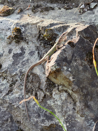 Green Lizard crawling on a stone cliff. The European green lizard Lacerta viridis is a large lizard distributed across European midlatitudes.の写真素材