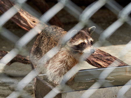 Raccoon rinsing paws in the water. Procyon lotorの写真素材