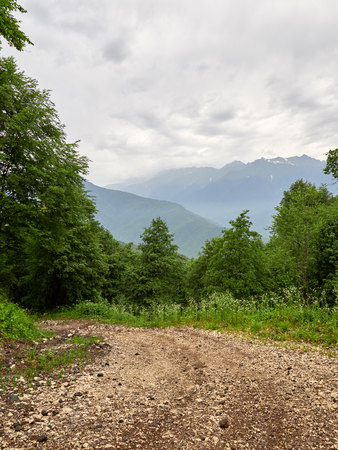 A dirt mountain road among the green trees on a cloudy summer day. Ski slope in the summer.の写真素材
