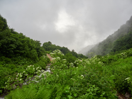 A mountain slope with high green grass in dense fog. Hiking trail near the streamの写真素材