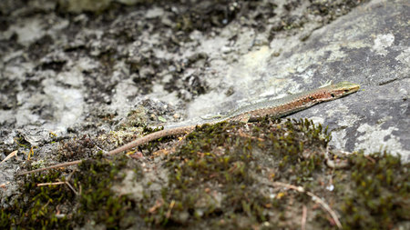 A lizard Lacerta Viridis with a broken paw is sitting on a stone. Wounded animal in the wild.の写真素材