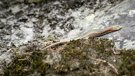 A lizard Lacerta Viridis with a broken paw is sitting on a stone. Wounded animal in the wild.の写真素材