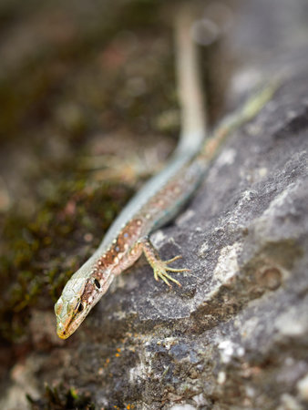 The lizard Lacerta viridis sits on a stone. Background lizard on stone close up. Background detailed...