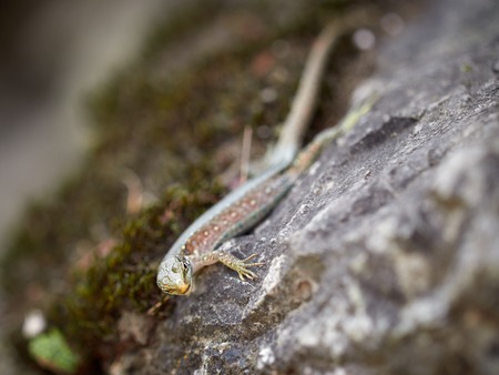The lizard Lacerta viridis sits on a stone. Background lizard on stone close up. Background detailed image of a lizard. Blured image.の写真素材