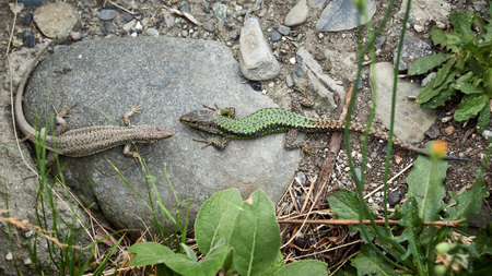 Male and female lizards Lacerta Viridis are sitting opposite each other.の写真素材