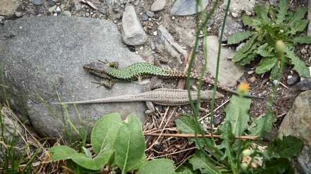 Male and female lizards Lacerta Viridis are sitting opposite each other.の写真素材