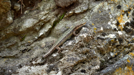 A lizard Lacerta Viridis with a broken tail sits on a stone. Wounded animal in the wild.の写真素材