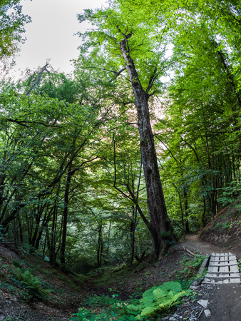 Tourist path in the summer mountain forest. Thick green forest.の写真素材